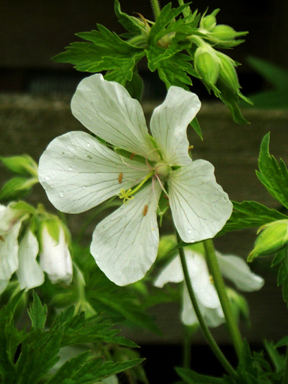 White Meadow Cranesbill